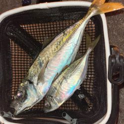 尺まであと少し