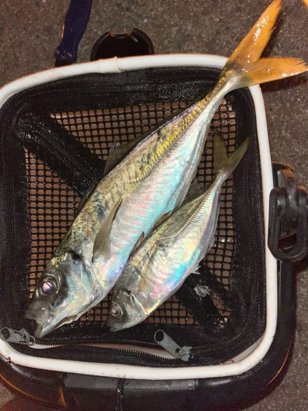 尺まであと少し