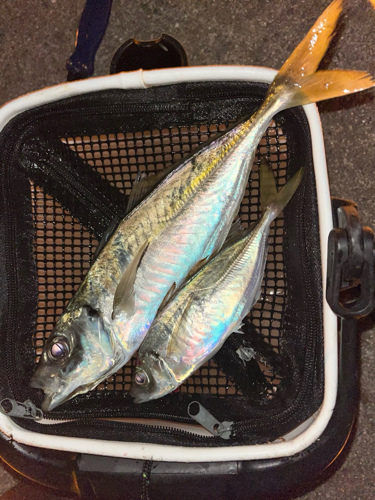 尺まであと少し