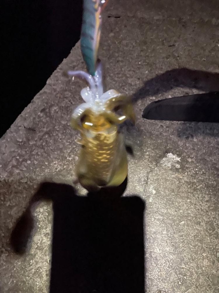 エギングと遠投サビキ１日目