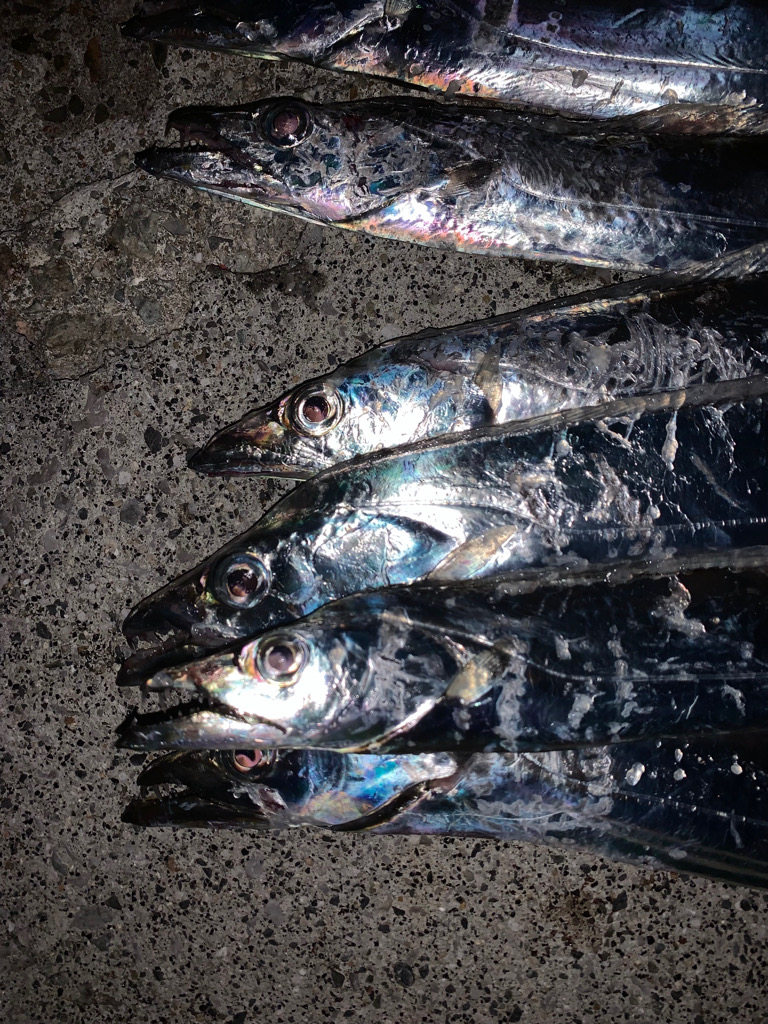 今日もタチウオ！