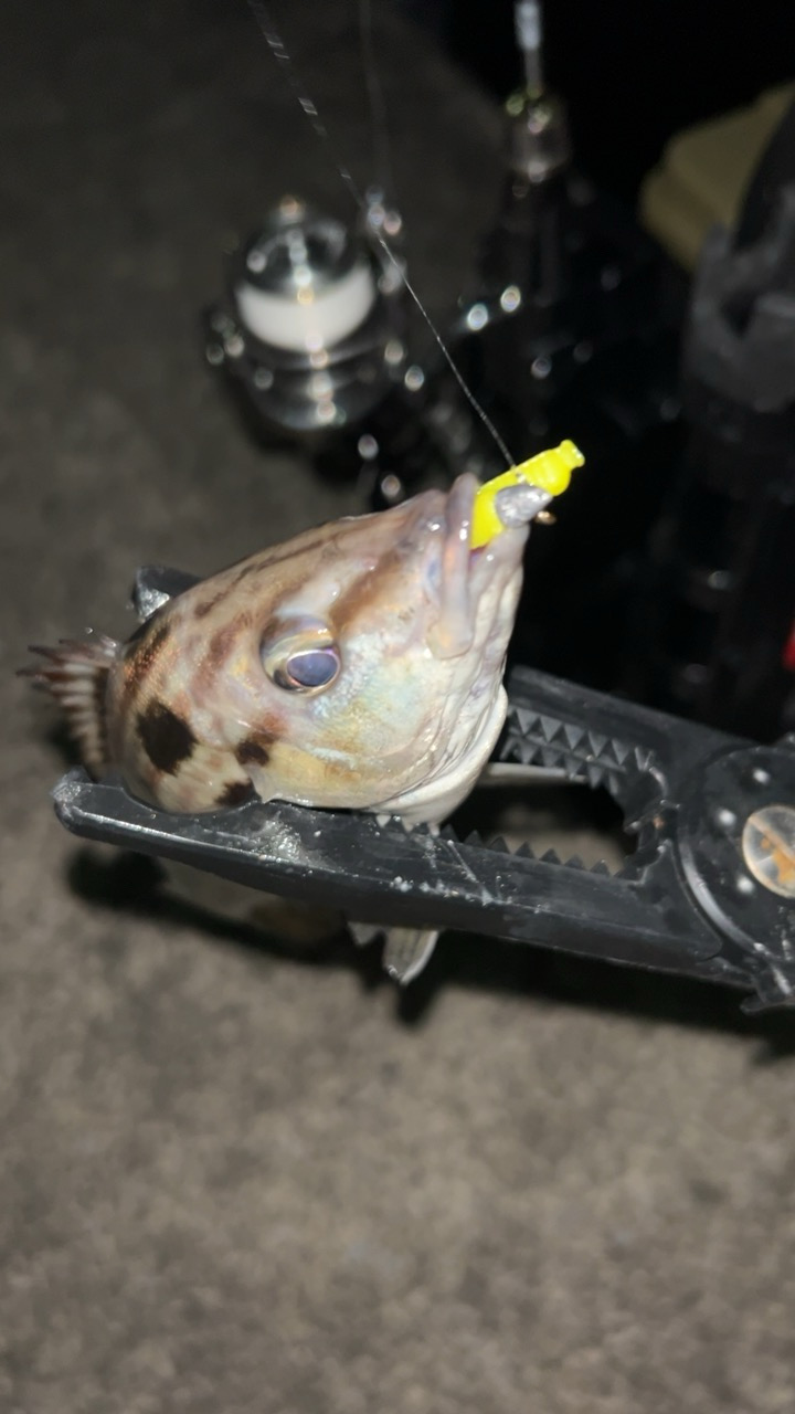 初めてのシマイサキ