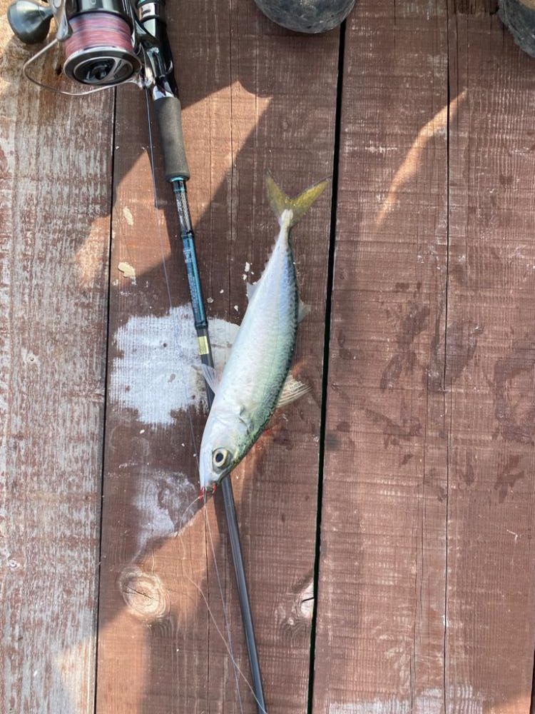 じゃのひれ　海上釣り堀