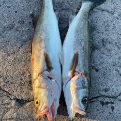 今日もシーバス