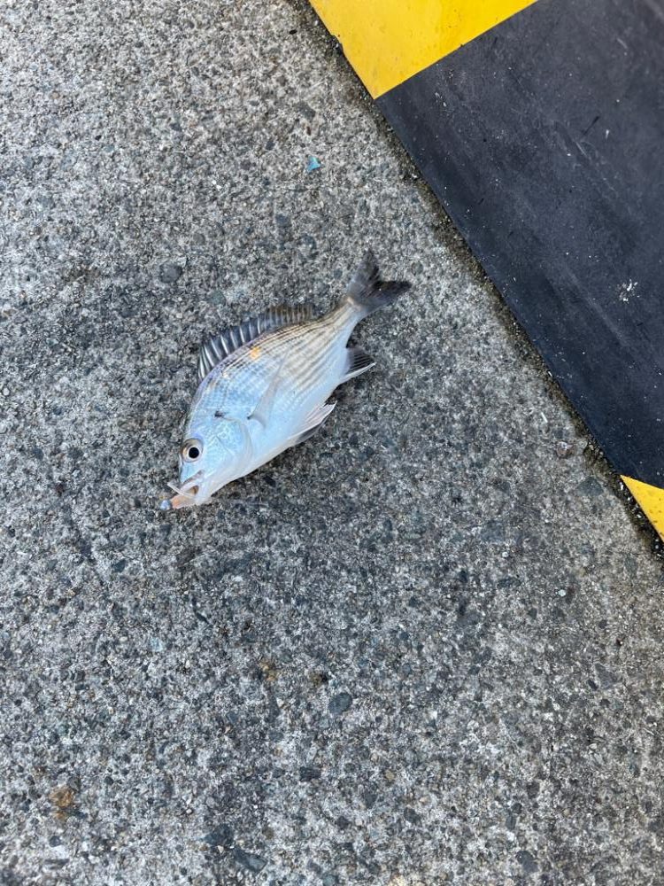 アジングでサゴシ