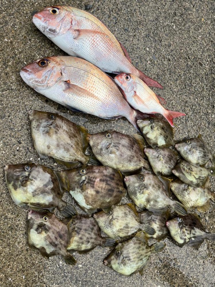 カワハギと真鯛