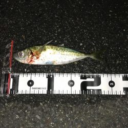 早朝〜夕まずめアジング