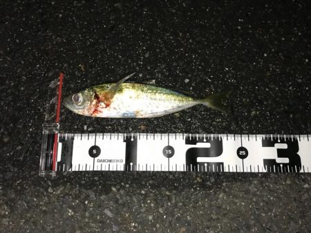 早朝〜夕まずめアジング