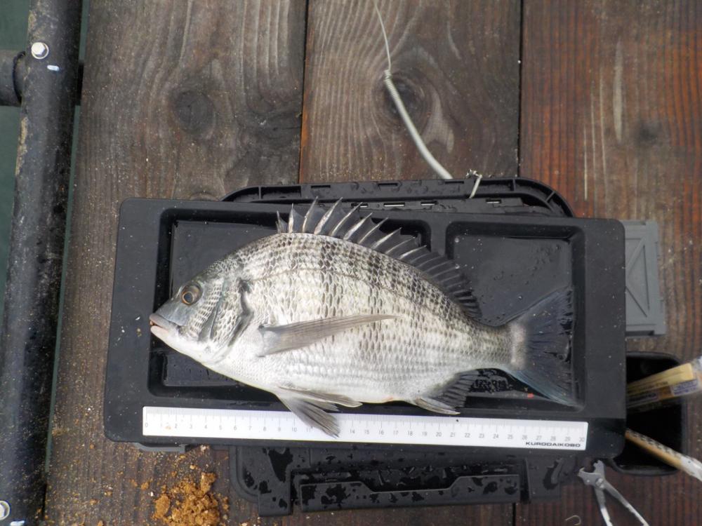 筏かかり釣り第2 戦〜たかし丸〜