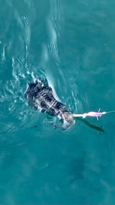 エギング・ショアジギング