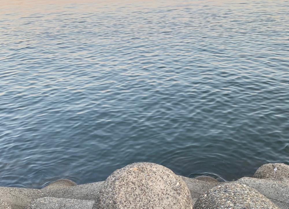 タチウオ、再々来!