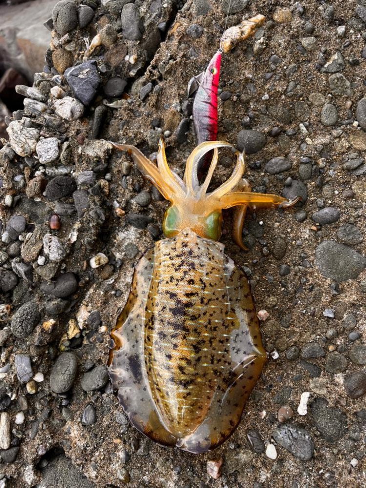 なんだか活性高め⁉︎