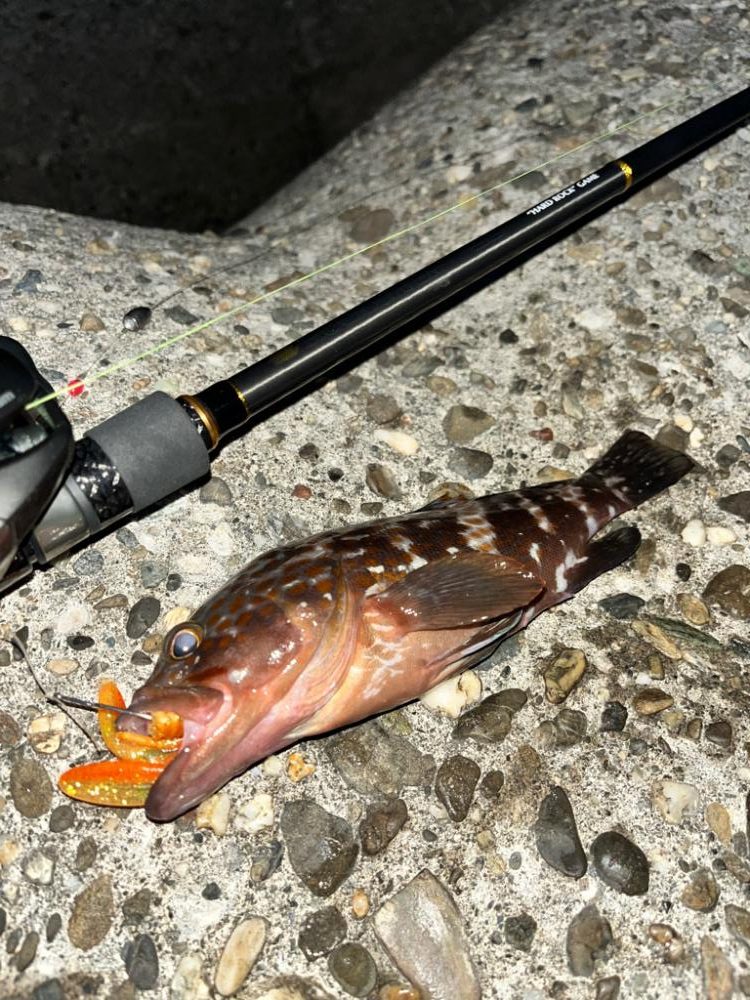 2ヶ月ぶり　アコウ