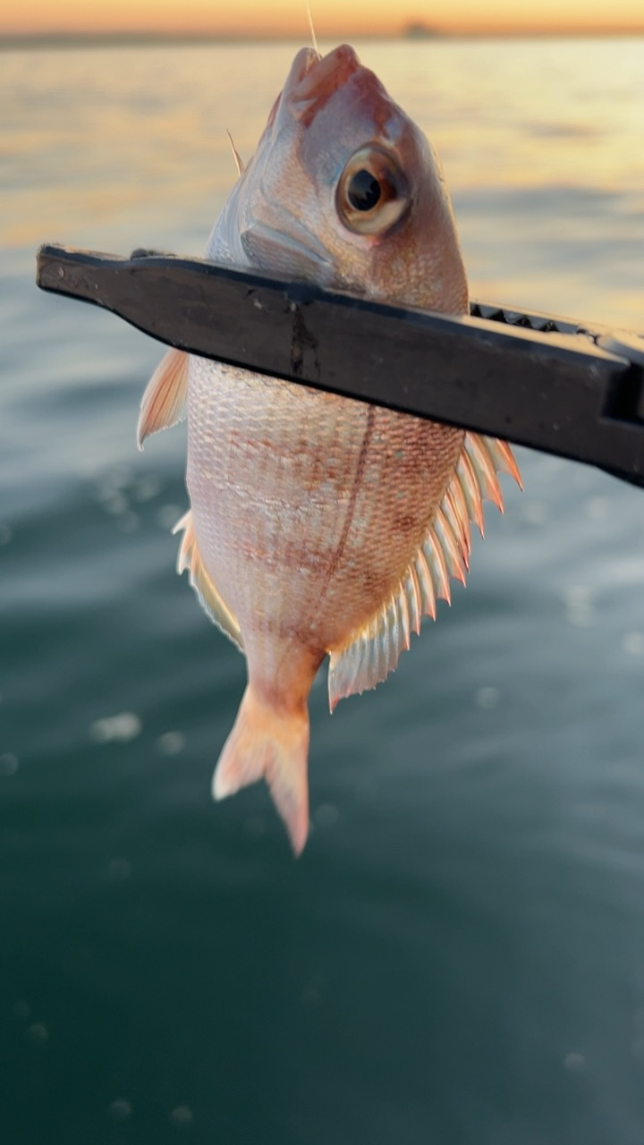 デイアジング♪