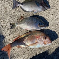 カゴ釣りで真鯛