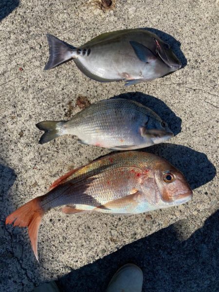 カゴ釣りで真鯛