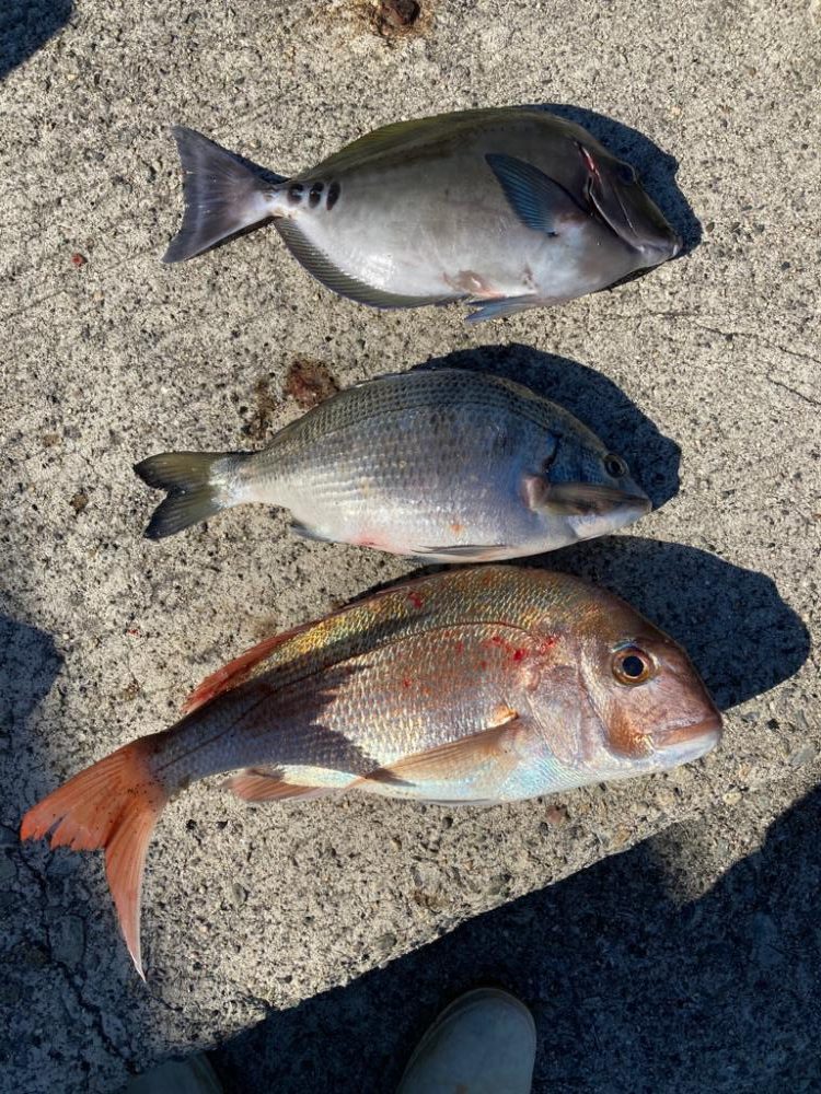 カゴ釣りで真鯛