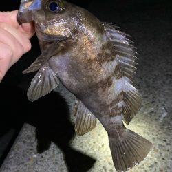 秋のライトゲーム