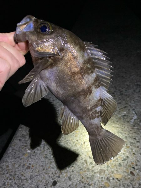 秋のライトゲーム