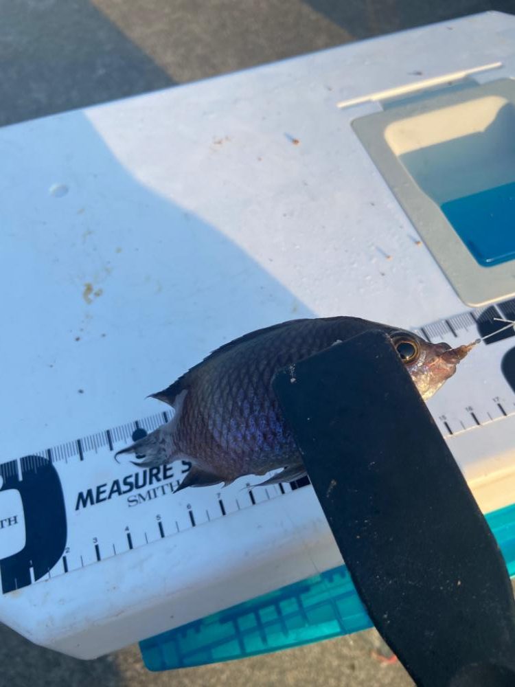 ちょい投げシロギスタの甘くないカワハギ