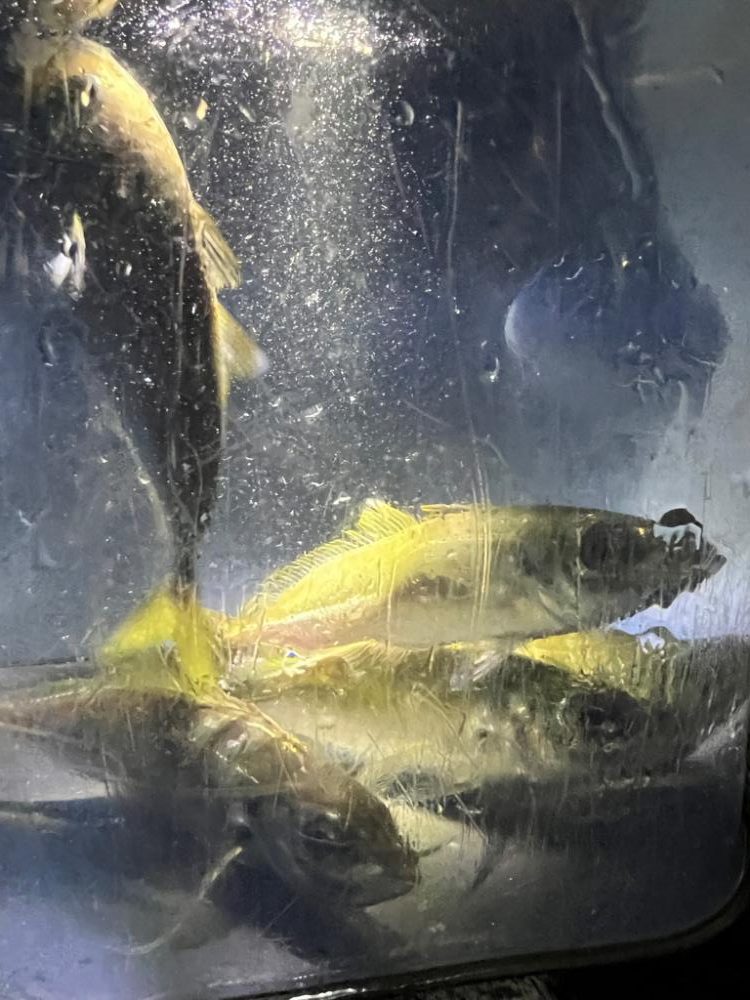 鯵を探して三千里 Vol.80