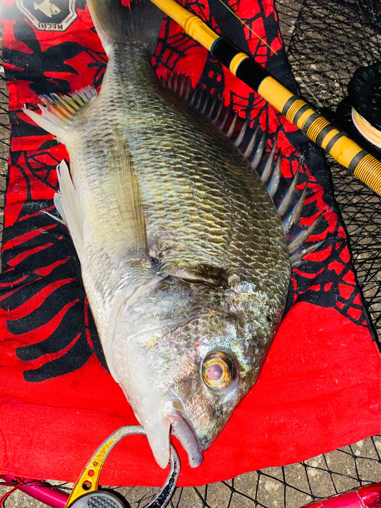 ヘチってきました