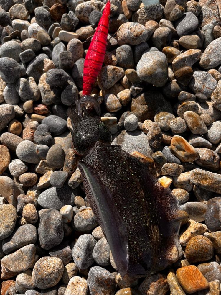 やはりデイゲーム