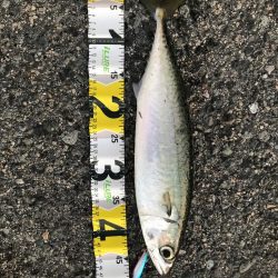 大サバ 45cm