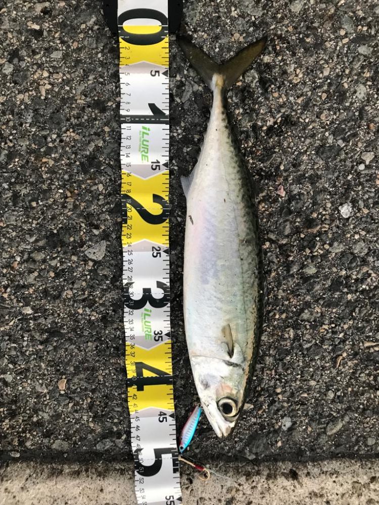 大サバ 45cm