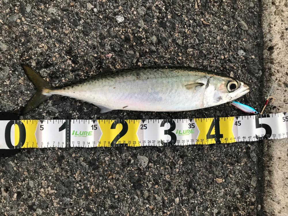 大サバ 45cm