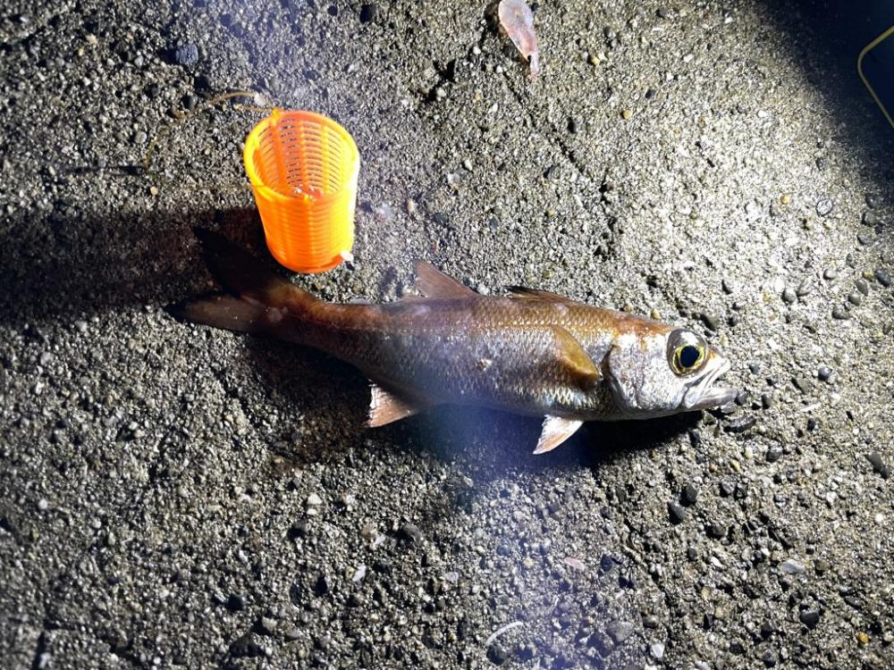 超初心者の釣り記録🎣②