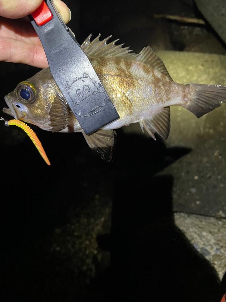 神戸ナイトアジング