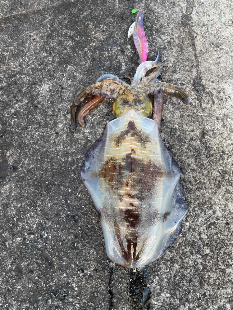 2023 佐渡ヶ島エギング 60回目【11月26日】