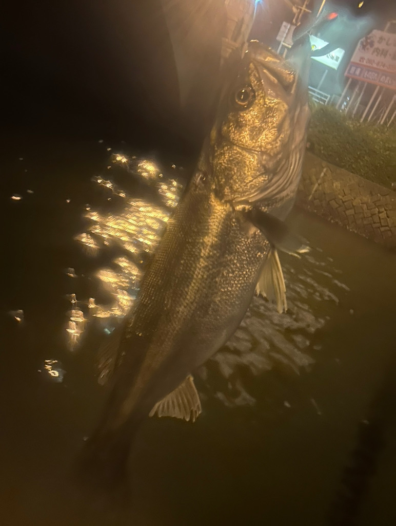 シーバスゲーム