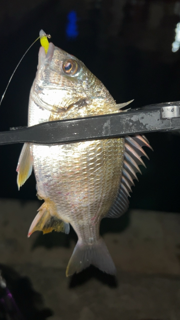 またまたアジングで六目達成♪