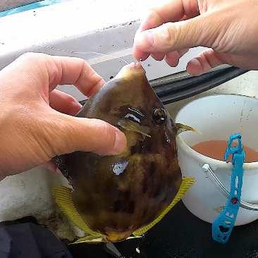 デカカワハギ祭り！