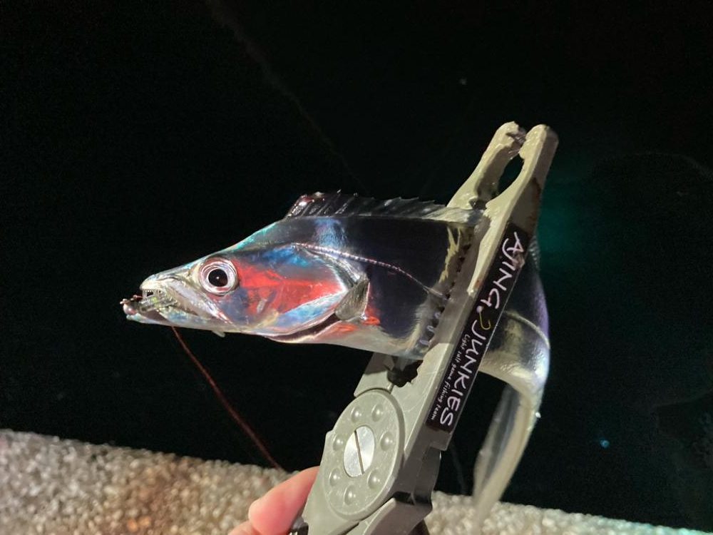 中アジたくさん❣️