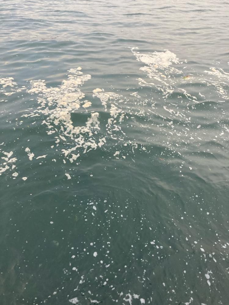 湾奥コスモにイルカ。何とか青牙1本。。