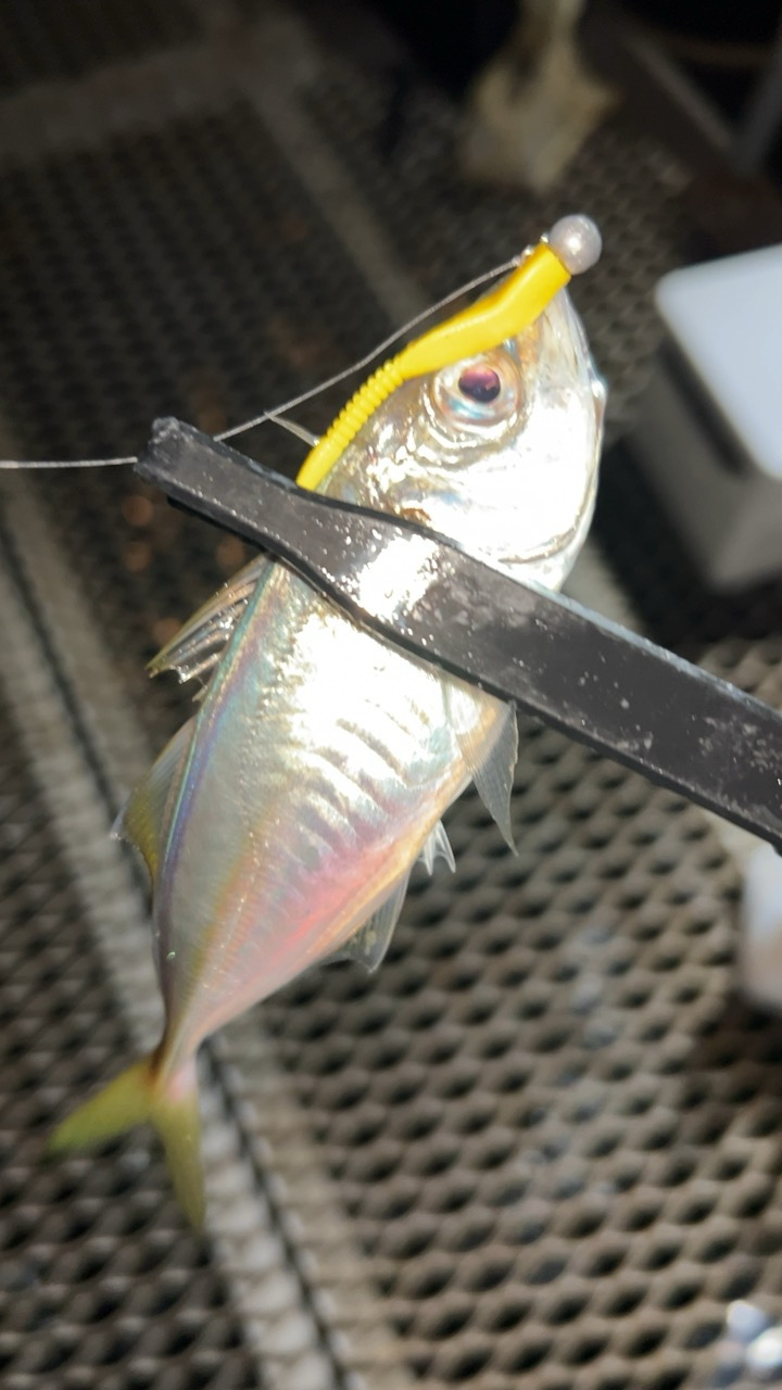 アジングナイトで！