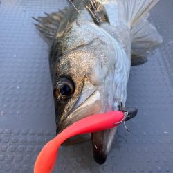 中海ボートシーバス