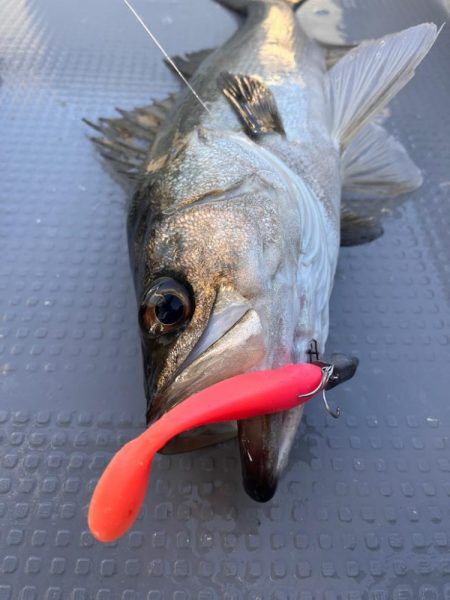 中海ボートシーバス