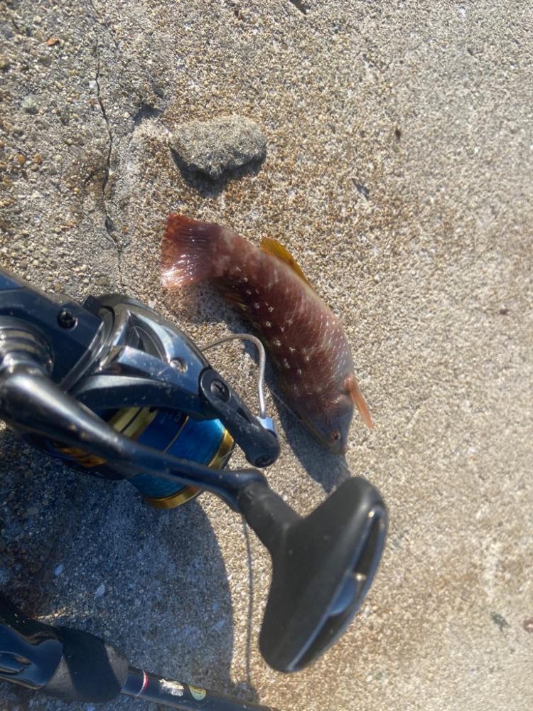 M:i:III ちょい投げシロギスタ