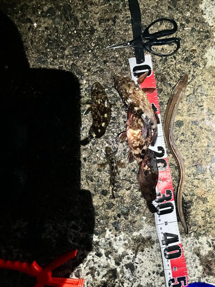 ボウズ逃れ➕イソメ🟰ガシラ