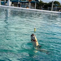 2023かめプーオープン