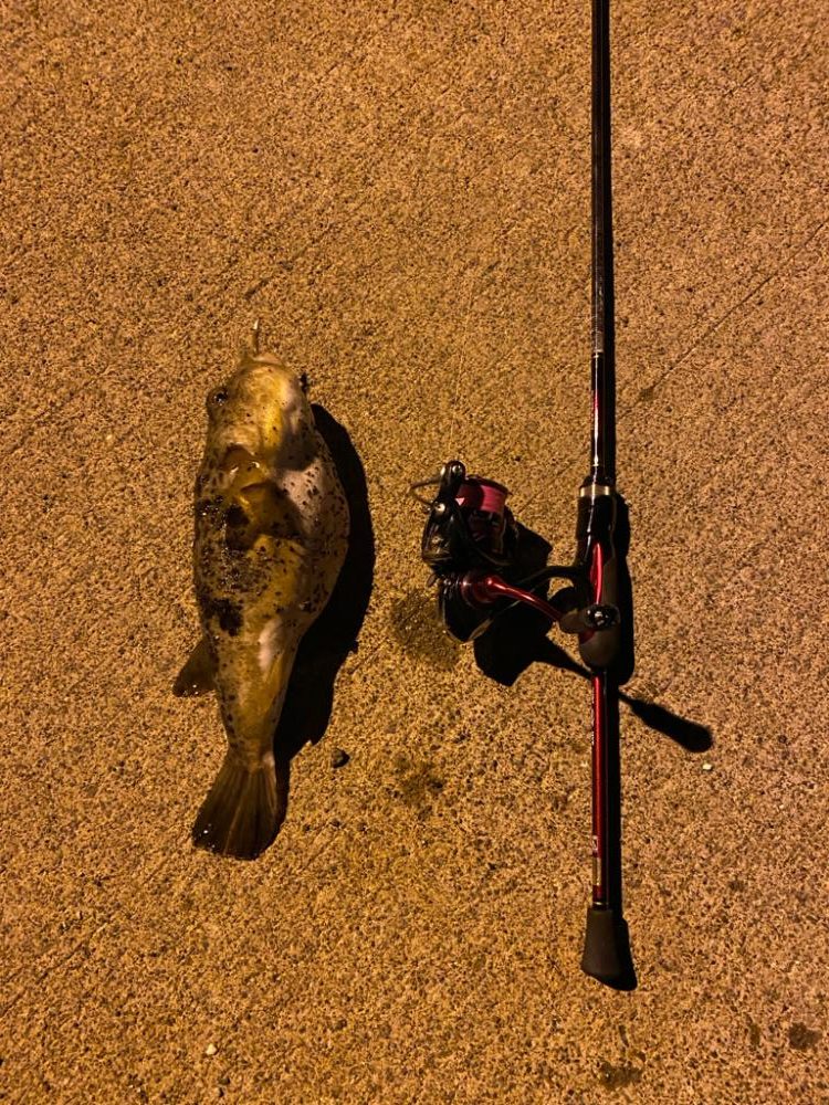 メバリング&ライトゲーム