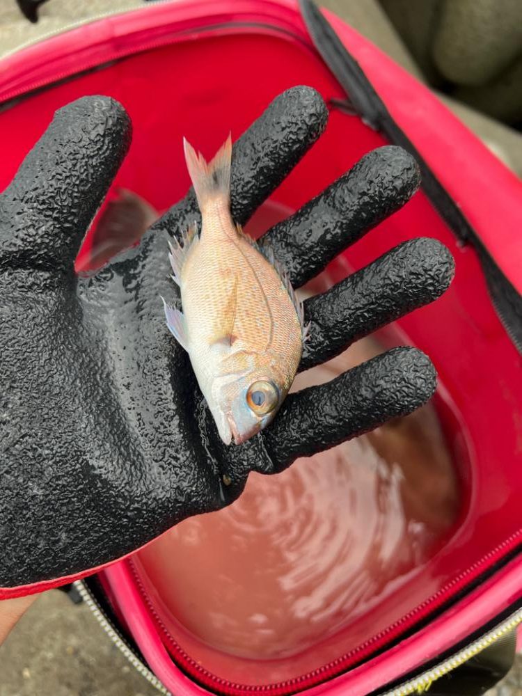 まさかの魚登場!!