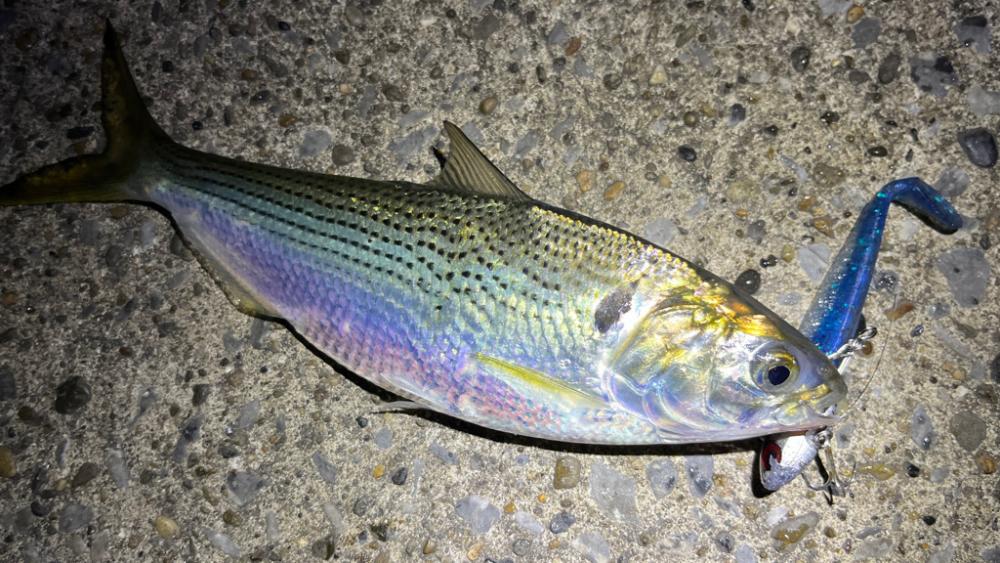 ランカーと五目