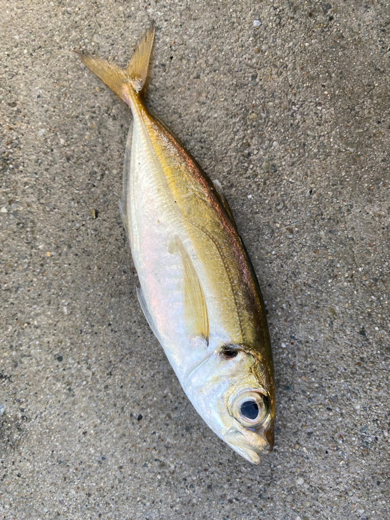 エサ取りの猛攻撃