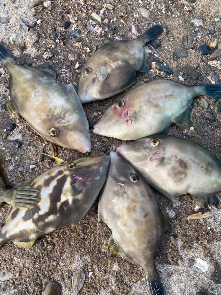 アオリ、カワハギ