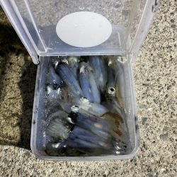 ヒイカ釣り